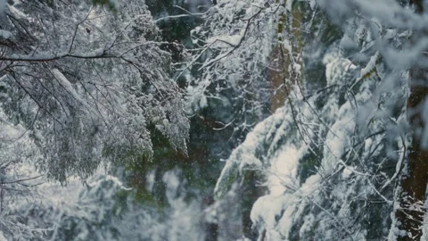 Slow motion snowfall in the winter forest with a frozen snow covered tree Video stock 293164833