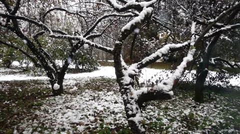 Slow Motion Snowfall in Winter Garden Stock-Footage 68767911