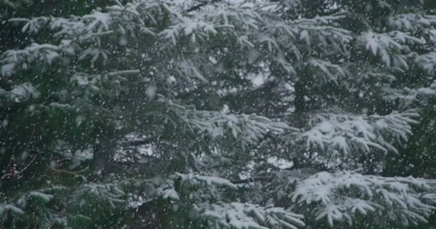Slow motion snowflake accumulation focus pull on snow covered tree coniferous Stock Footage 258379293