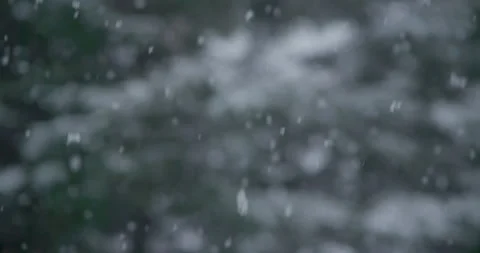 Slow motion snowflake accumulation snow covered tree coniferous tilt down Vídeo Stock 258379363