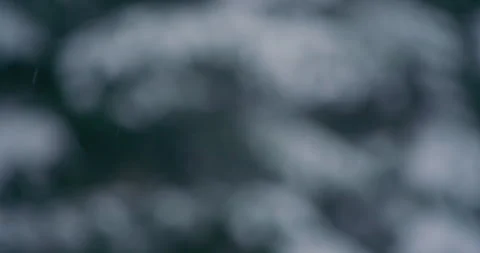 Slow motion snowflake accumulation snow covered tree coniferous Stock Footage 258382936