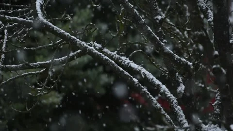 Slow motion snowflakes falling on naked tree branches Stock Footage