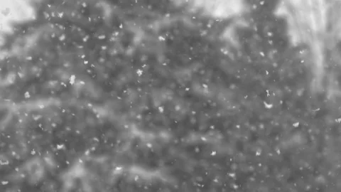 Slow motion snowflakes floating with trees in the background 動画素材 78450895