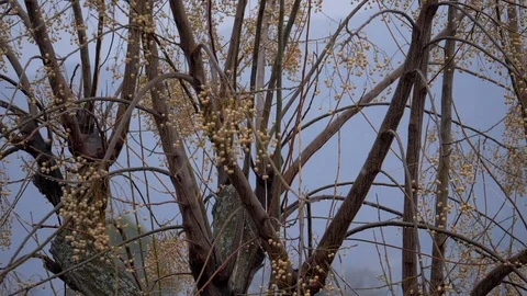 Slow motion of snowflakes Stock Footage 95525875