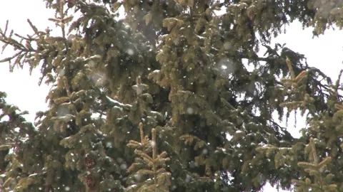 Slow motion with snowflakes Stock Footage 143013807