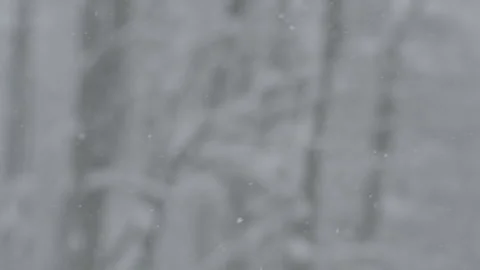 Slow Motion Snowing Close Up with Trees in Background Stock Footage 165624392