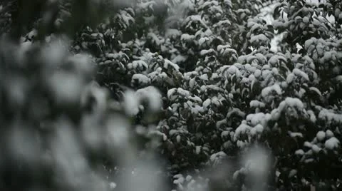 Slow motion snowing in the trees Stock Footage 20522414