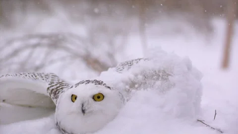 Slow motion snowy owl taking off Video stock 172372543