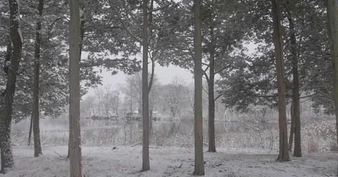 Slow Motion Snowy Trees (Pt. 2) Stock Footage