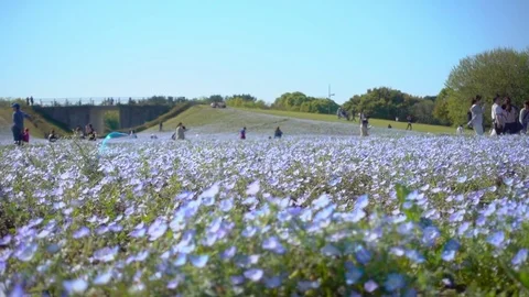 Slow motion of soap bubble flying in nemophila flower fields Stock Footage 74874688