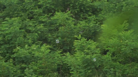 Slow motion of soap bubbles floating in sunset Stock Footage 157970095