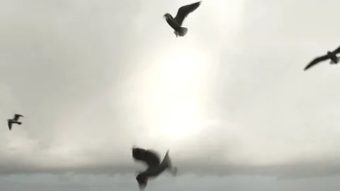 Slow Motion Soaring Seagulls In Bright Sky Video stock 84991999