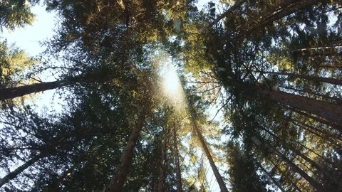 Slow motion of soft falling snow from the tops of spruce trees and pines Stock Footage 103146025