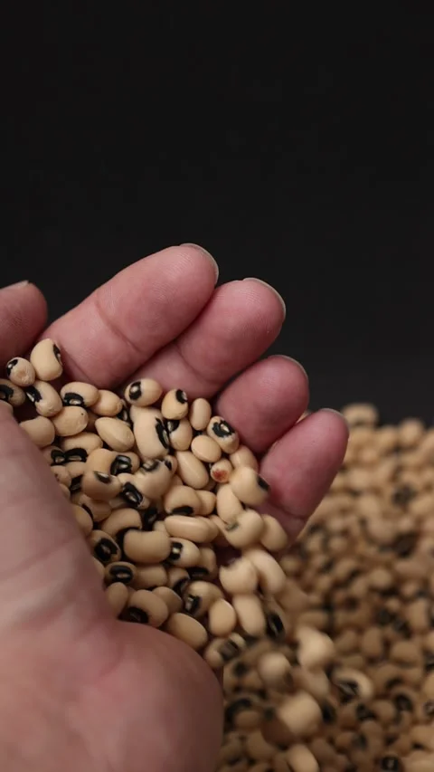 Slow motion of a soybean Stock Footage 317732075