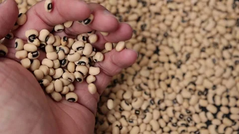 Slow motion of a soybean Stock Footage 317732076