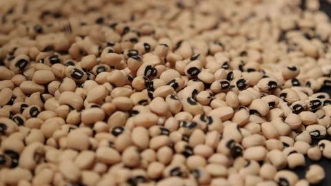 Slow motion of a soybean Stock Footage 317732079