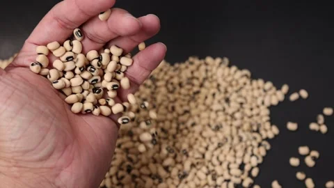 Slow motion of a soybean Stock Footage 317732083