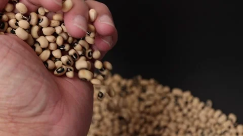 Slow motion of a soybean Stock Footage 317732098