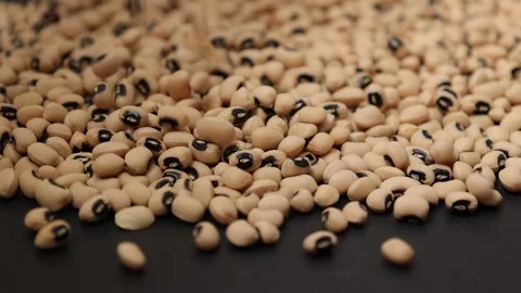 Slow motion of a soybean Stock Footage 317732101