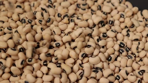 Slow motion of a soybean Stock Footage 317732106