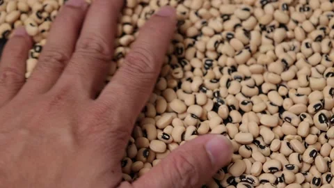 Slow motion of a soybean Stock Footage 317732113