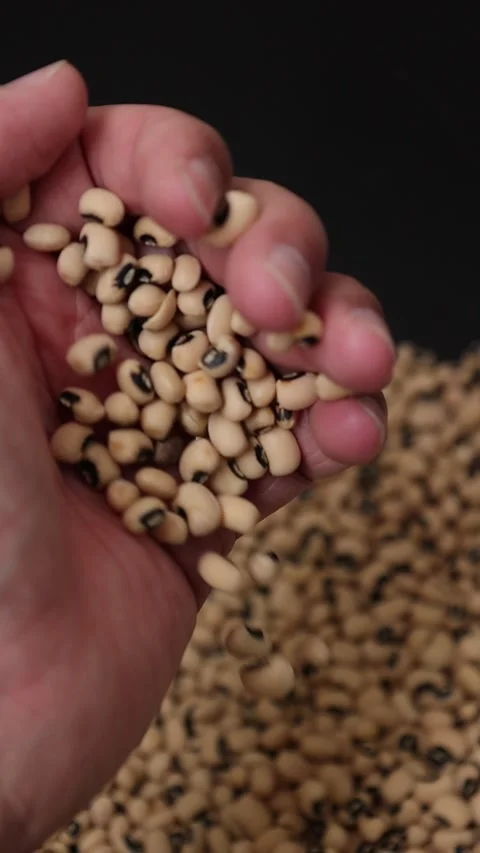 Slow motion of a soybean Stock Footage 317732118