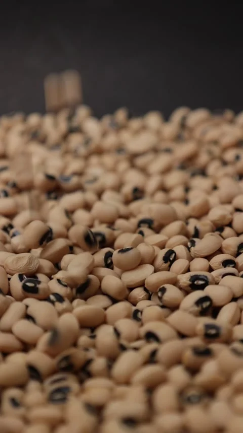 Slow motion of a soybean Stock Footage 317732119