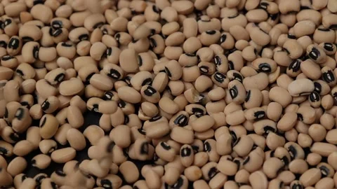 Slow motion of a soybean Stock Footage 317732123