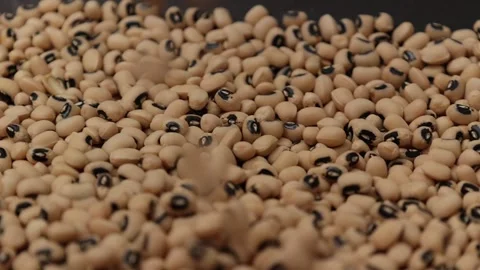 Slow motion of a soybean Stock Footage 317732126