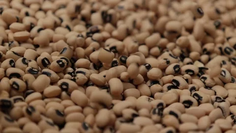 Slow motion of a soybean Stock Footage 317732131