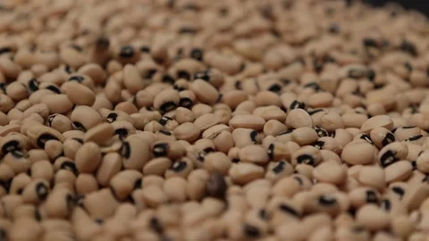 Slow motion of a soybean Stock Footage 317732133