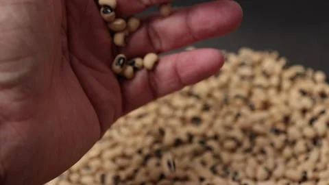 Slow motion of a soybean Stock Footage 317732136