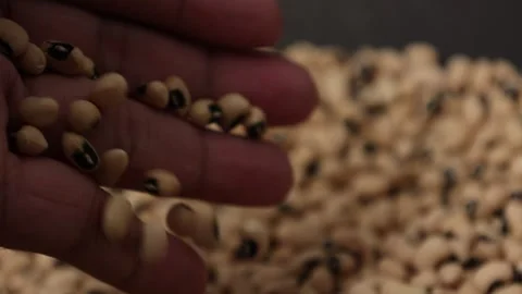 Slow motion of a soybean Stock Footage 317732144