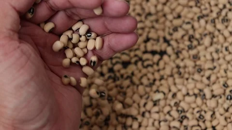 Slow motion of a soybean Stock Footage 317732154