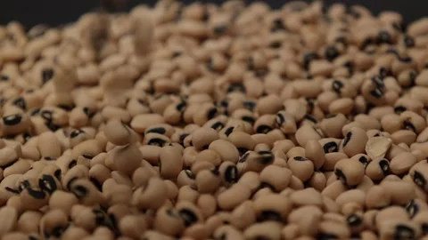 Slow motion of a soybean Stock Footage 317732157