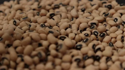Slow motion of a soybean Stock Footage 317732161