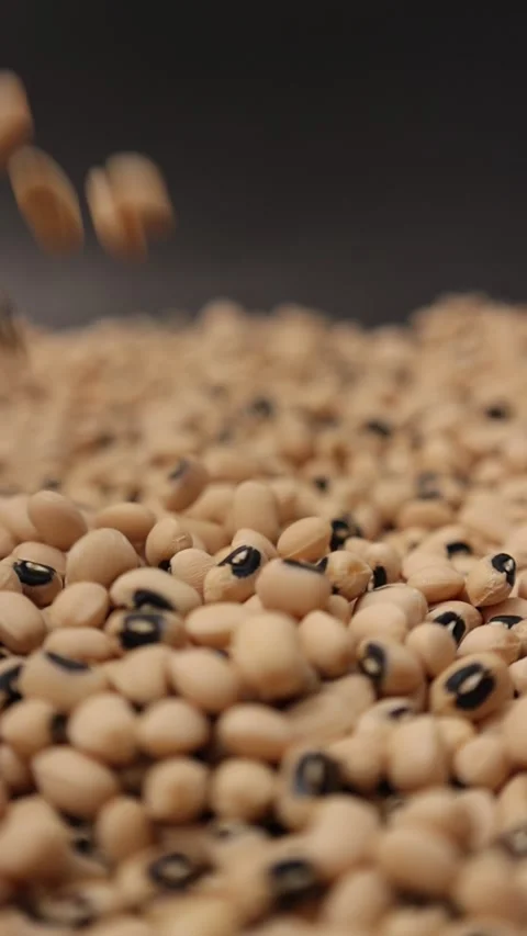 Slow motion of a soybean seed Stock Footage 317732086