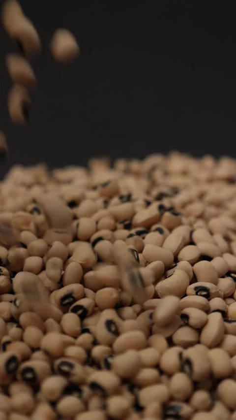 Slow motion of a soybean seed Stock Footage 317732107