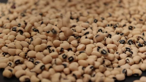 Slow motion of a soybean seed Stock Footage 317732117