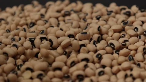 Slow motion of a soybean seed Stock Footage 317732135