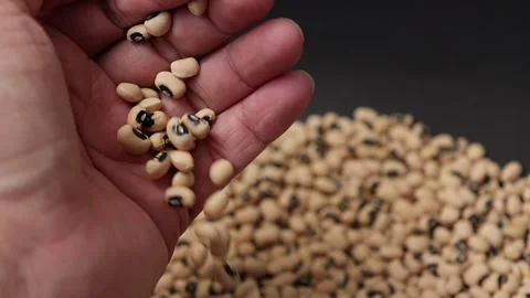 Slow motion of a soybean seed Stock Footage 317732160
