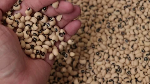 Slow motion of a soybean seed Stock Footage 317732162