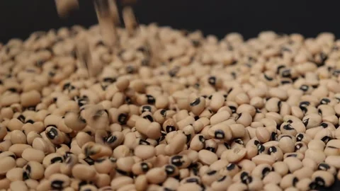 Slow motion of a soybean seed Stock Footage 317732163