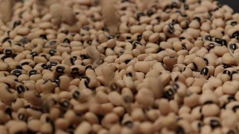 Slow motion of a soybean seed Stock Footage 317732164