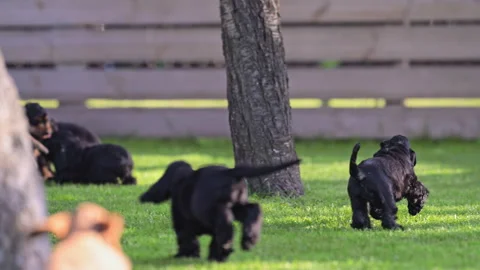 Slow motion spaniel puppies jumping on grass Stock Footage 325993775
