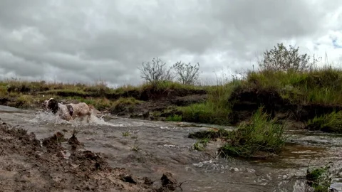 Slow motion spaniel running through shallow river splashing water 스톡 동영상 333829532