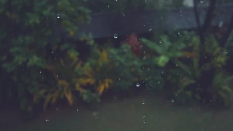 SLOW MOTION: Sparkling drops of water fall down on beautiful exotic greenery. Stock Footage 90786891