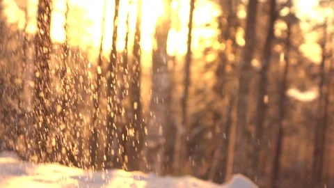 SLOW MOTION: Sparkling snow falling on trees in dreamy woods at golden sunset Stock Footage 81493429