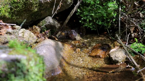 Slow motion of a sparkling stream on Mt. Kinkasan. 4K. Видео 328644813