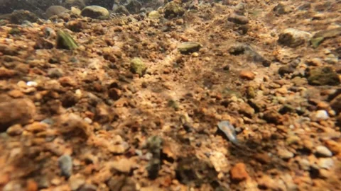 Slow motion of sparkling sunlight on a clear riverbed Stock Footage 307432563